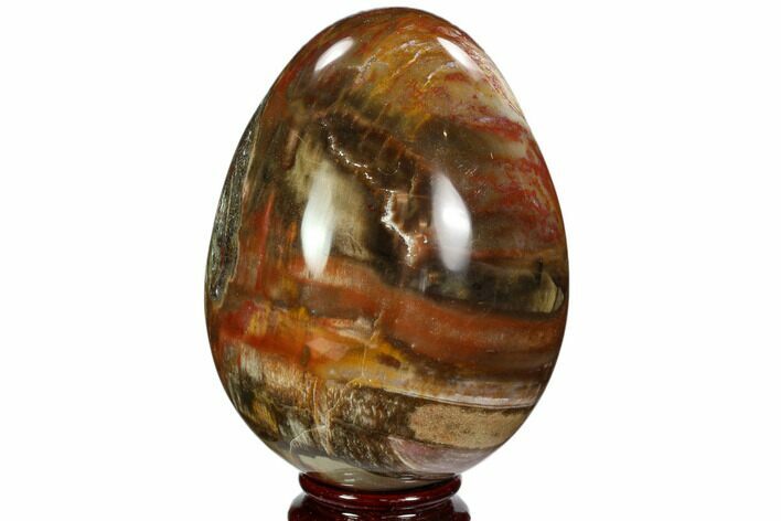 Colorful, Polished Petrified Wood Egg - Triassic #107399